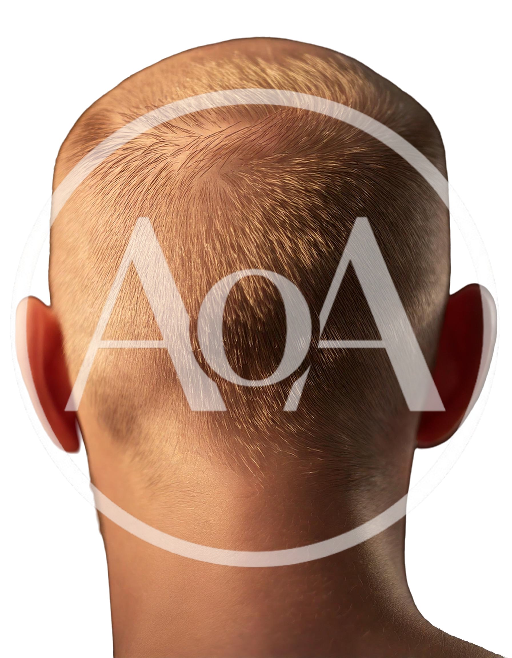 Back View Of A Man With A Buzz Cut