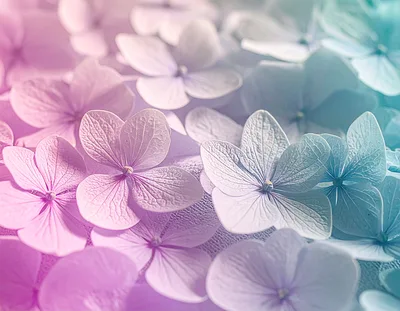 Macro Close Up Of Pastel Hydrangea Flowers