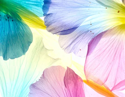 Translucent Colorful Flower Petals Backlit Macro