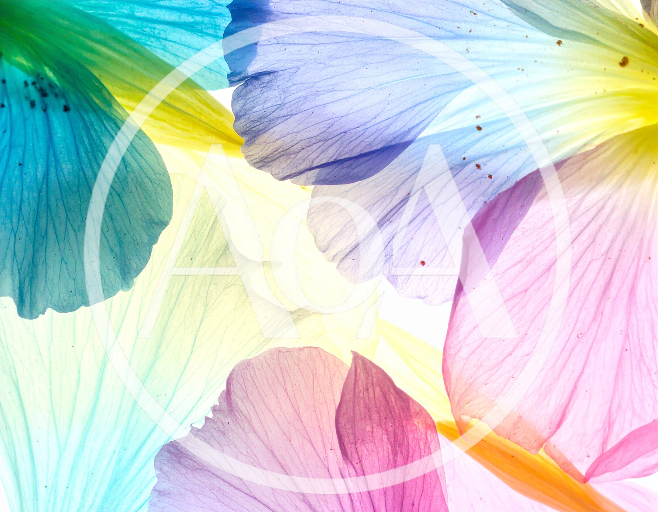 Translucent Colorful Flower Petals Backlit Macro