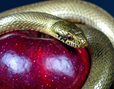 A Snake Coiled Around A Red Apple