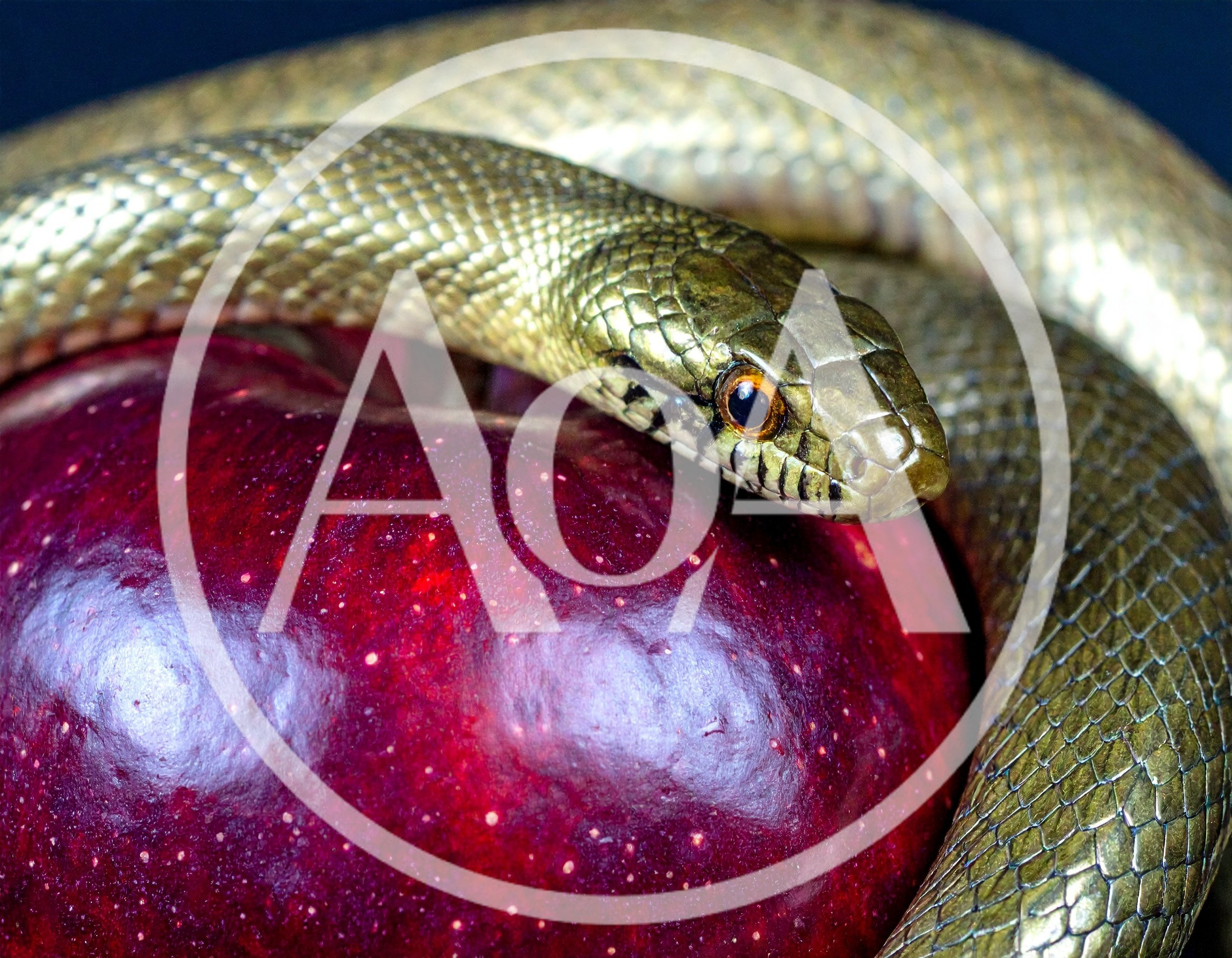 A Snake Coiled Around A Red Apple