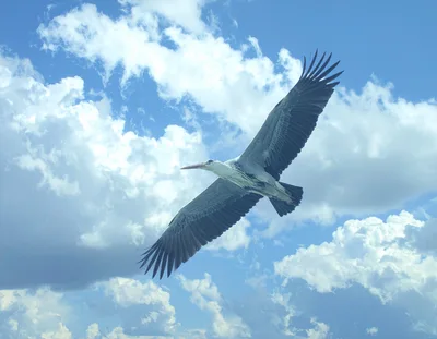Grey Heron Flying Against A Cloudy Blue Sky