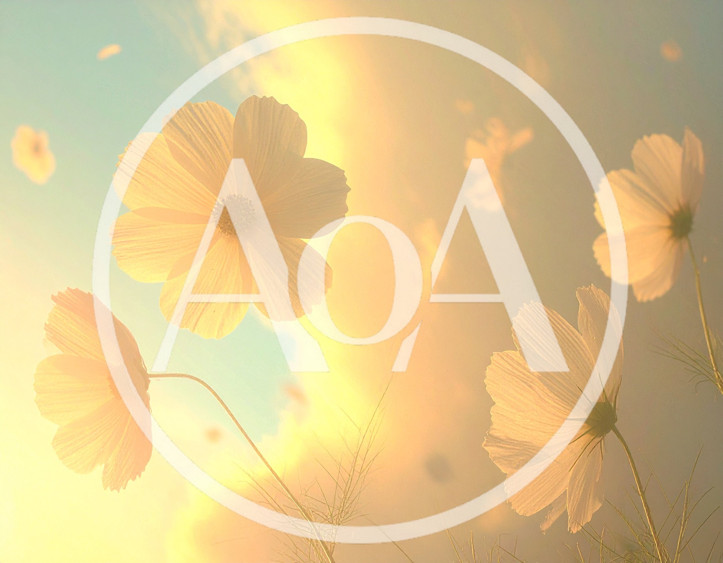 Soft Focus Cosmos Flowers Against A Golden Sunset
