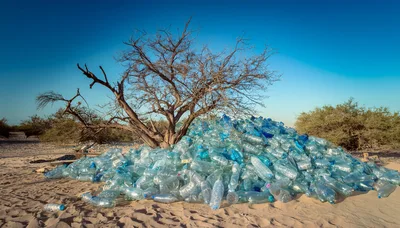 Large Pile Of Discarded Plastic Bottles Under A Dead Tree