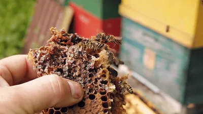 Beekeeper Holding Honeycomb Fragment With Flying Honeybees