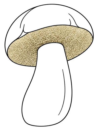 Line Art Illustration Of A Mushroom With Pored Underside