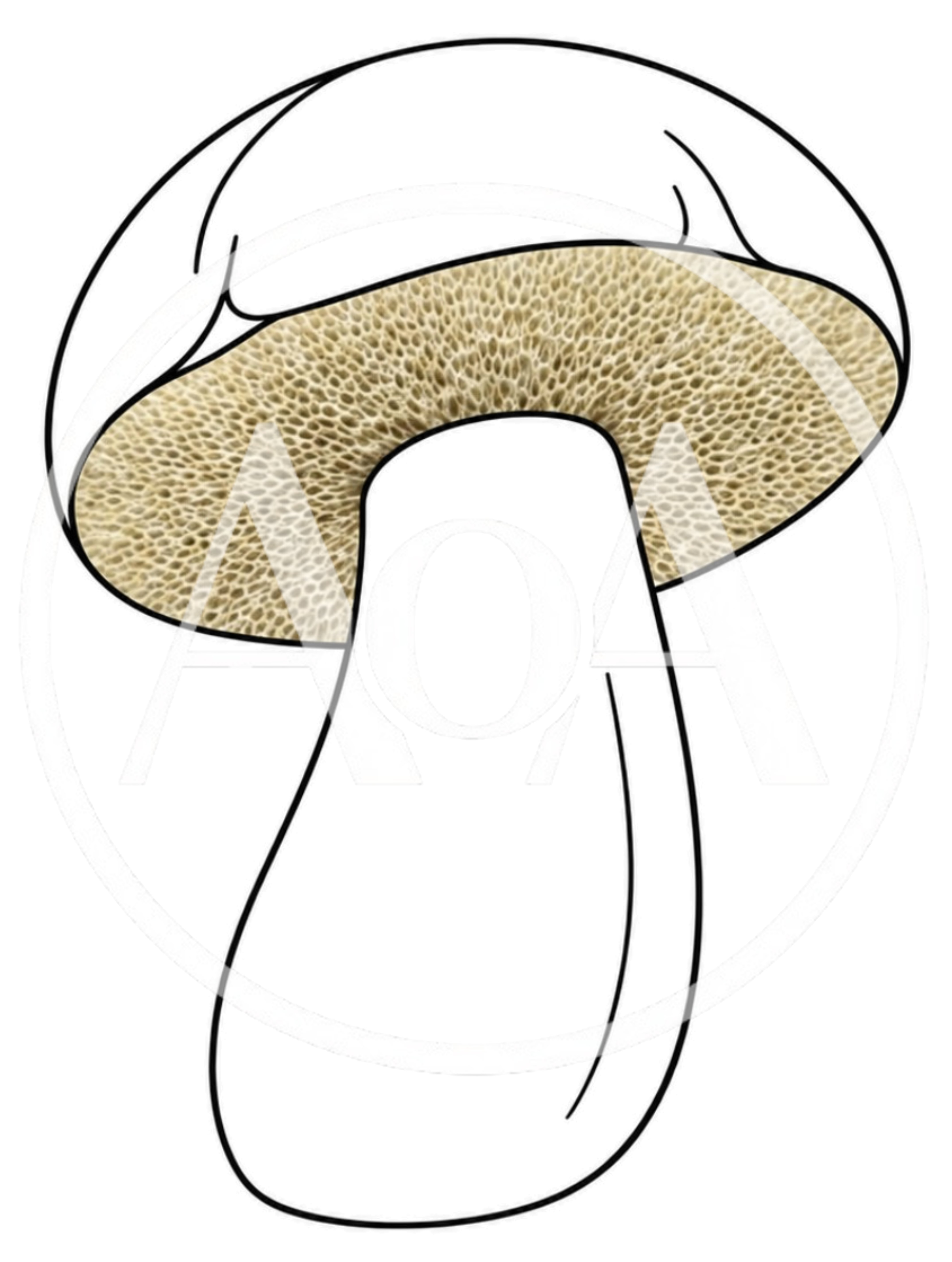 Line Art Illustration Of A Mushroom With Pored Underside