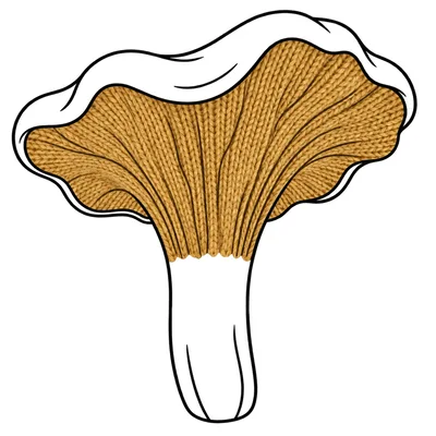 Chanterelle Mushroom Illustration With Knitted Texture Effect