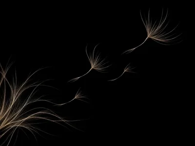 Abstract Dandelion Seeds Floating In Dark Space
