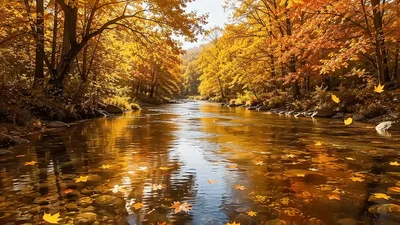 Autumn Forest River With Falling Leaves
