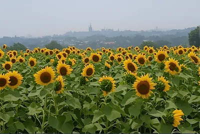 Vibrant Sunflower Field Overlooking A Hazy City Skyline