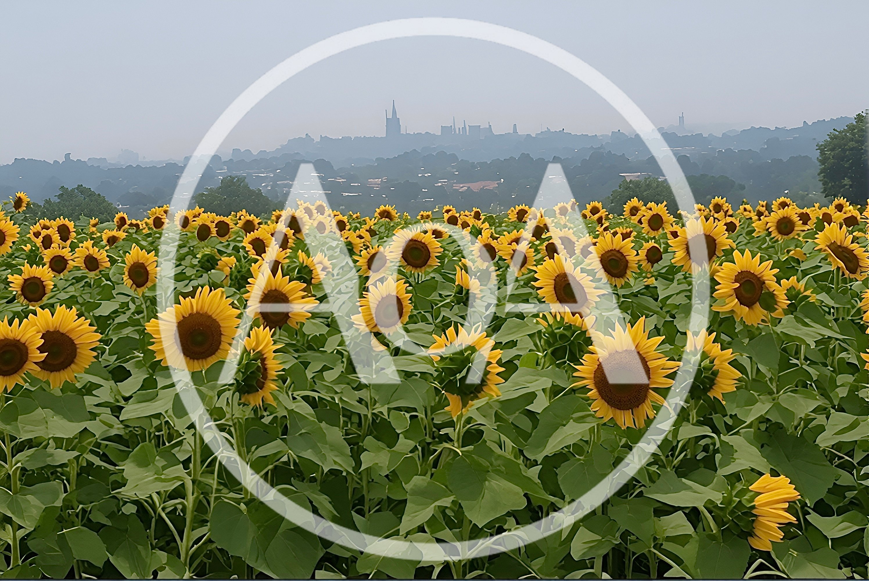 Vibrant Sunflower Field Overlooking A Hazy City Skyline