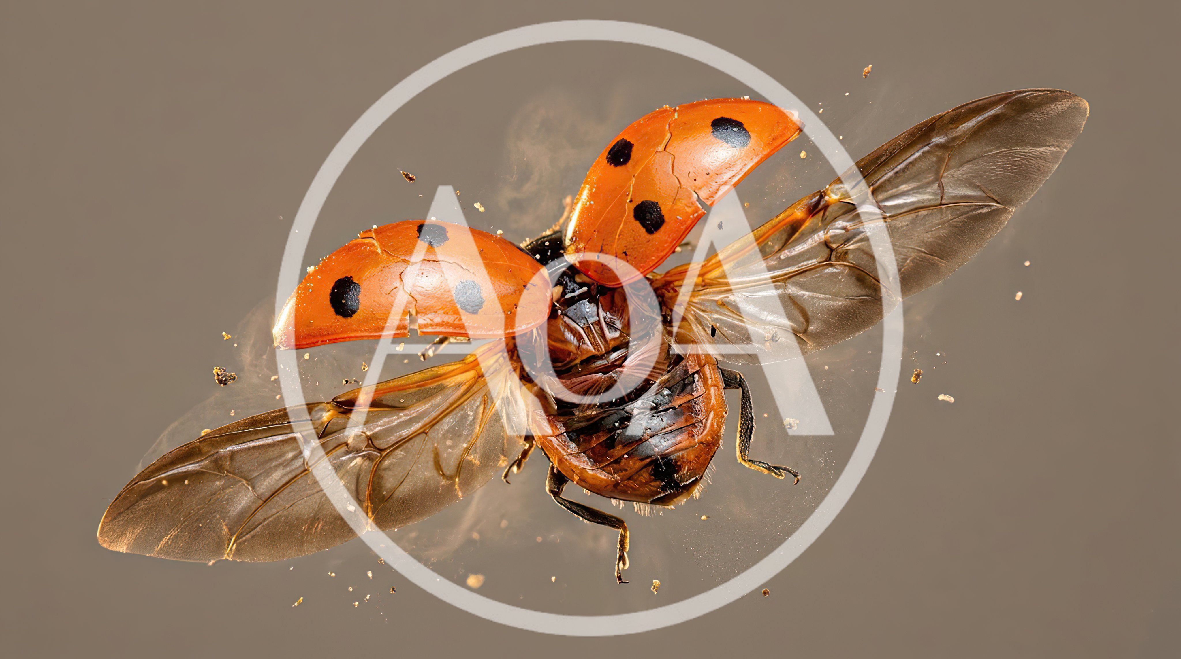 Macro Shot Of A Flying Ladybug