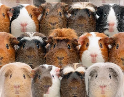 Group Of Diverse Guinea Pigs Looking At Camera