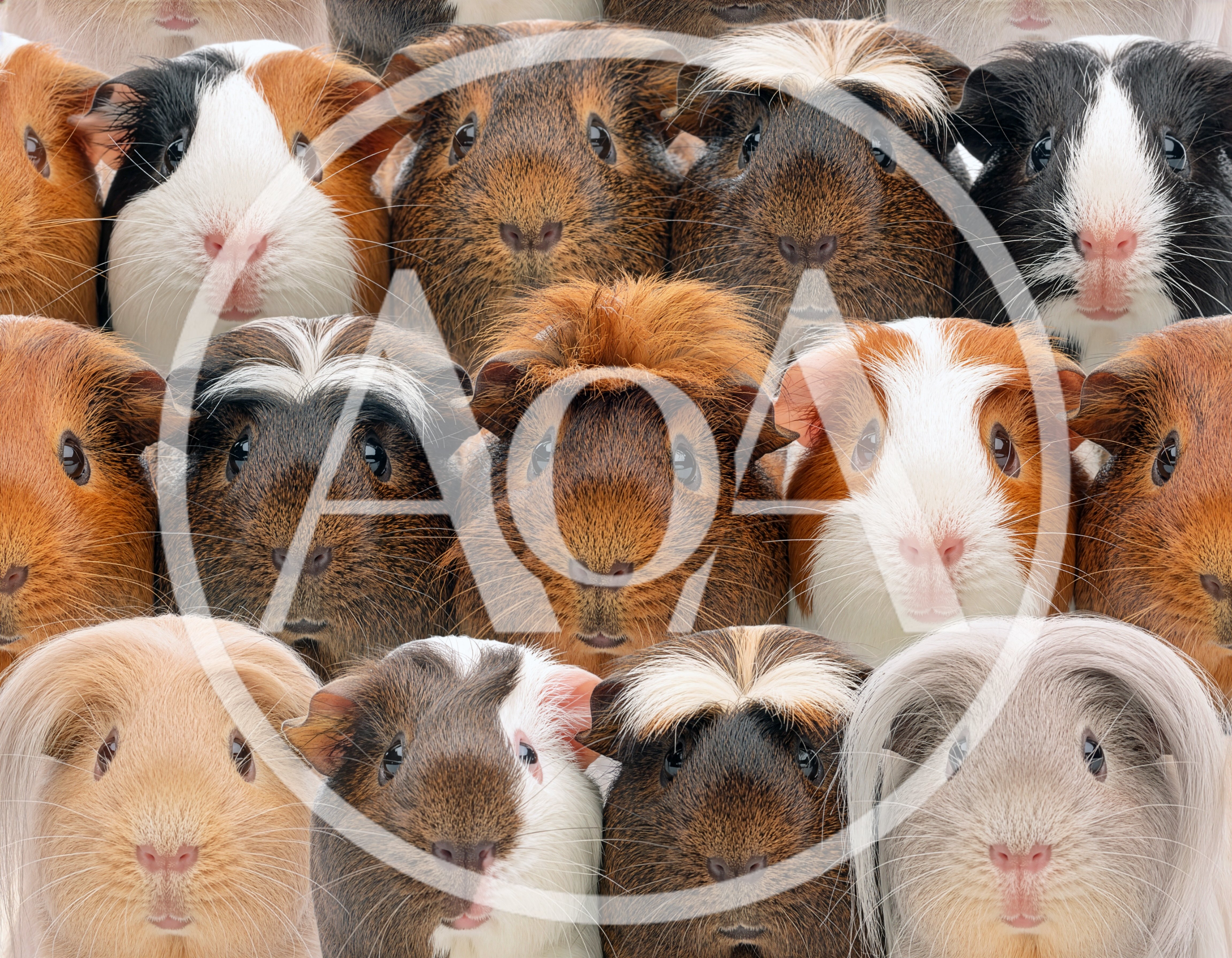 Group Of Diverse Guinea Pigs Looking At Camera