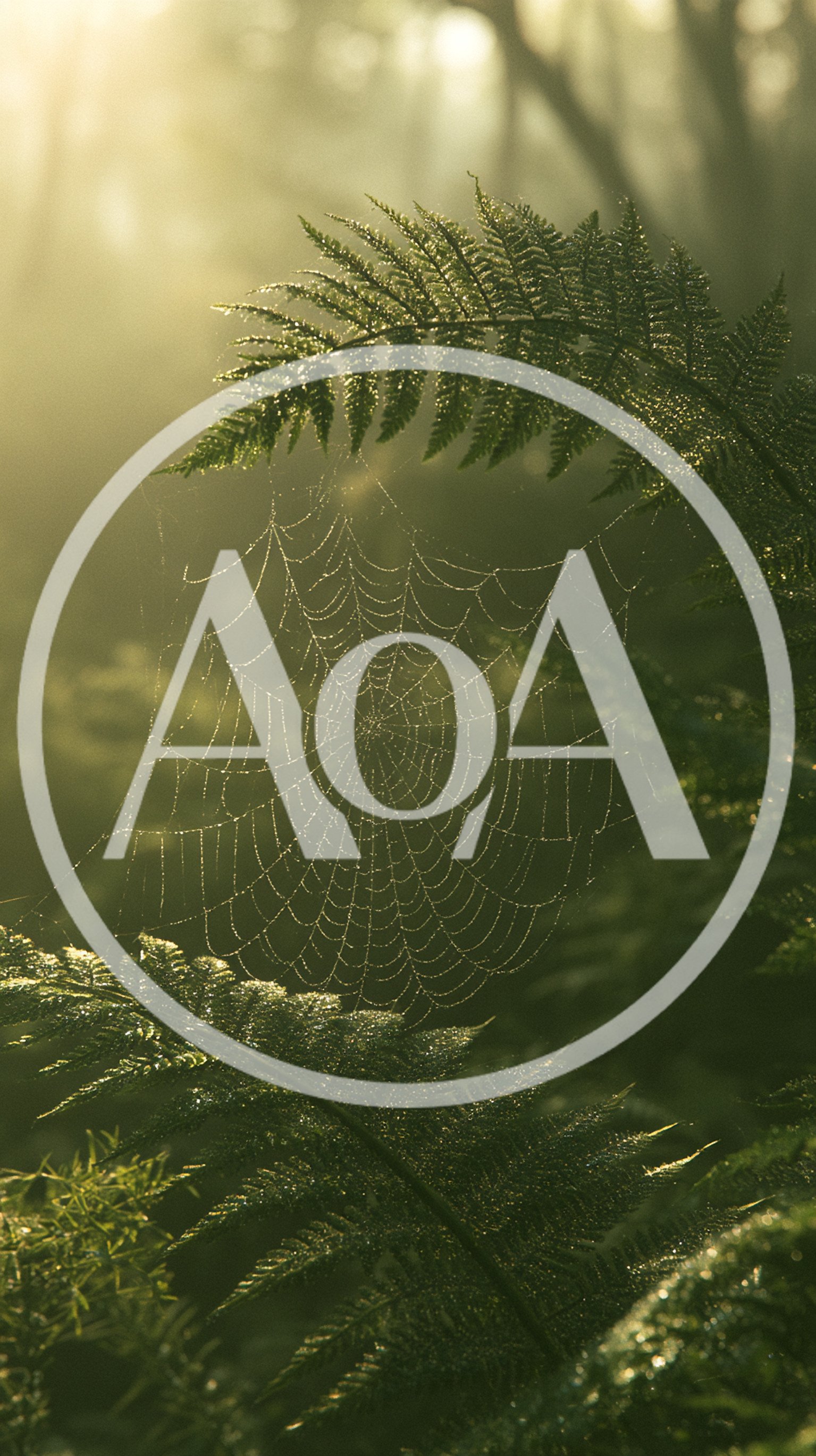 Dew Covered Spider Web Between Fern Leaves