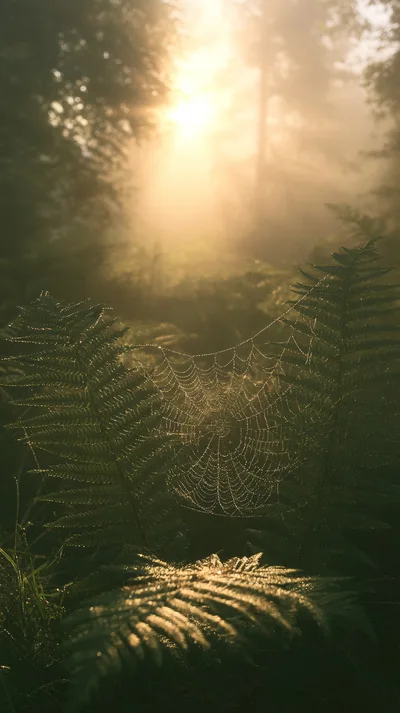 Dew Covered Spider Web Between Fern Leaves