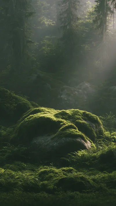 Moss Covered Boulder In A Misty Forest
