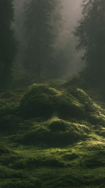 Moss Covered Rock Formation Resembling A Human Face