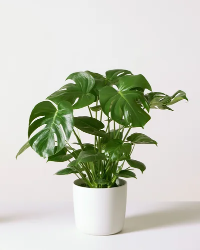 Potted Monstera Deliciosa Plant On White Background