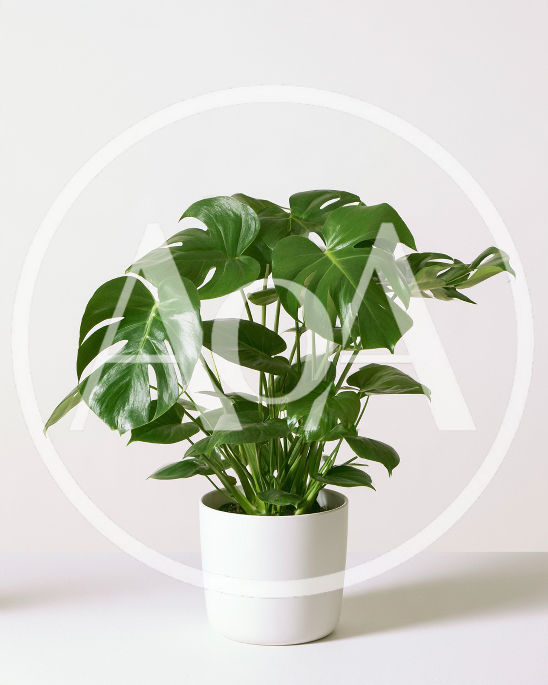 Potted Monstera Deliciosa Plant On White Background