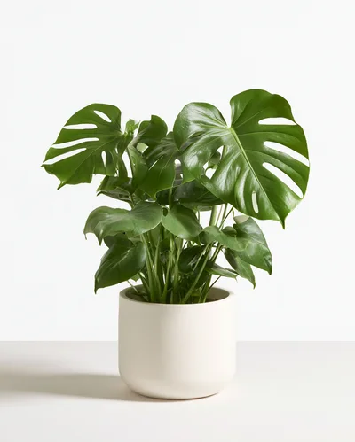 Potted Monstera Deliciosa Plant On White Background