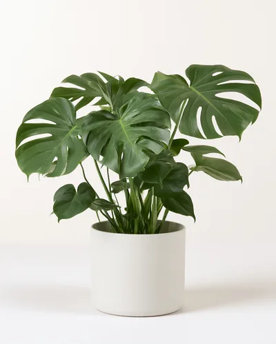 Potted Monstera Deliciosa Plant On White Background