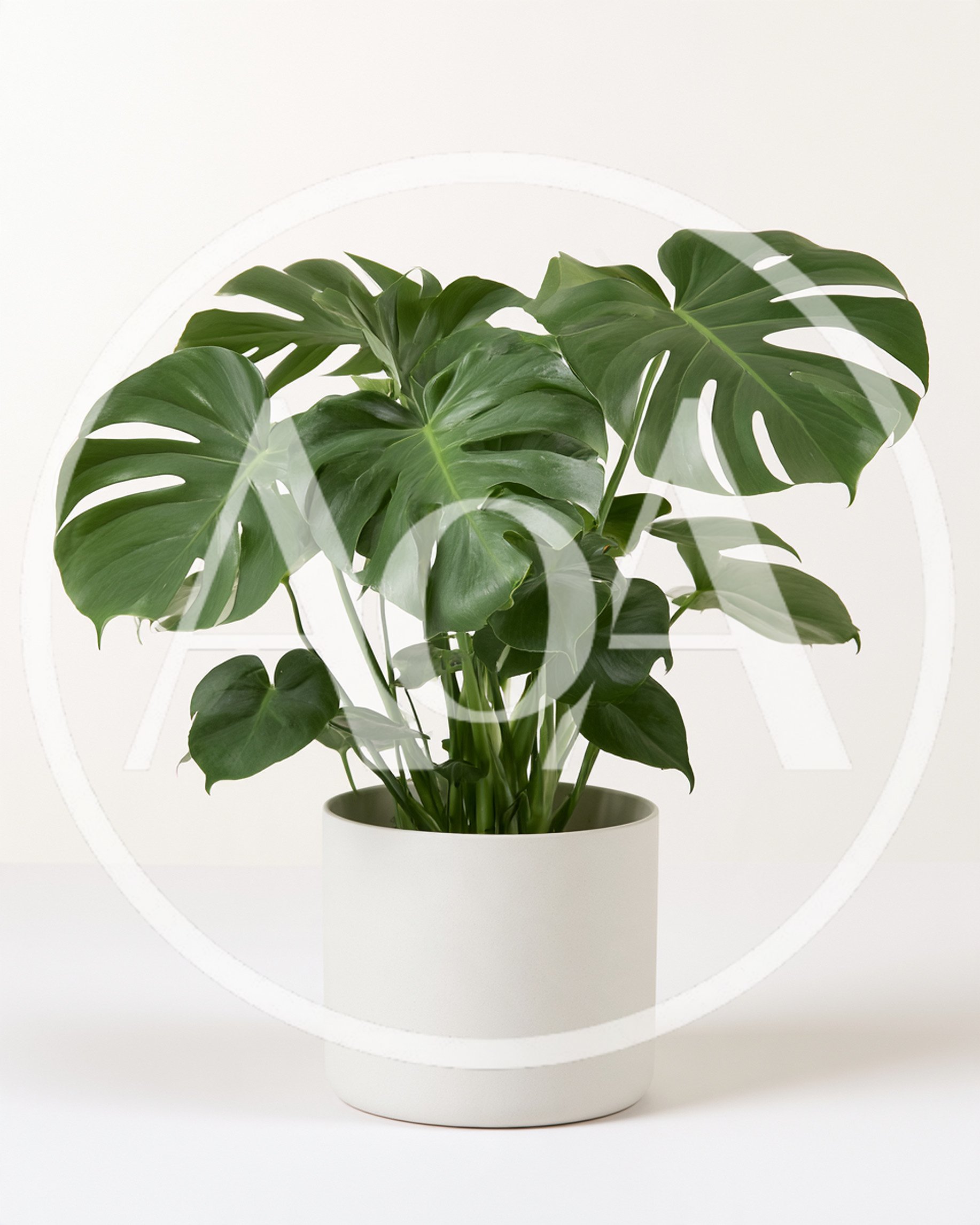 Potted Monstera Deliciosa Plant On White Background