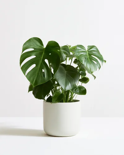 Potted Monstera Deliciosa Plant On White Background