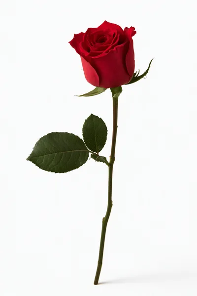 Single Red Rose On White Background