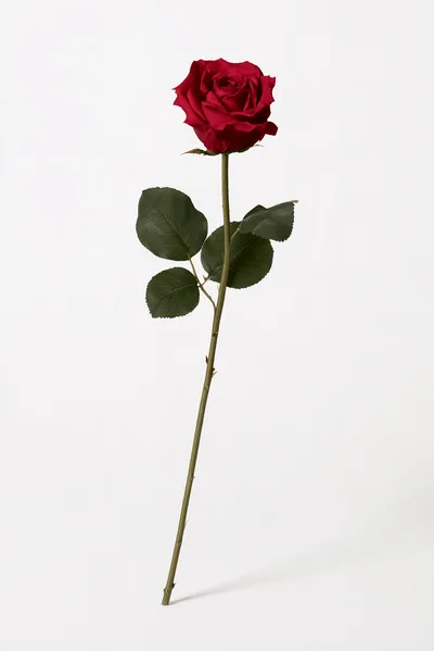 Single Red Rose Stem on White Background