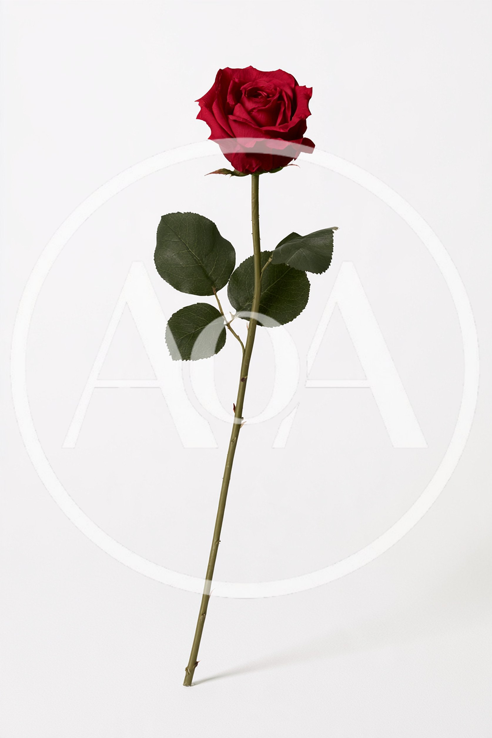 Single Red Rose Stem on White Background