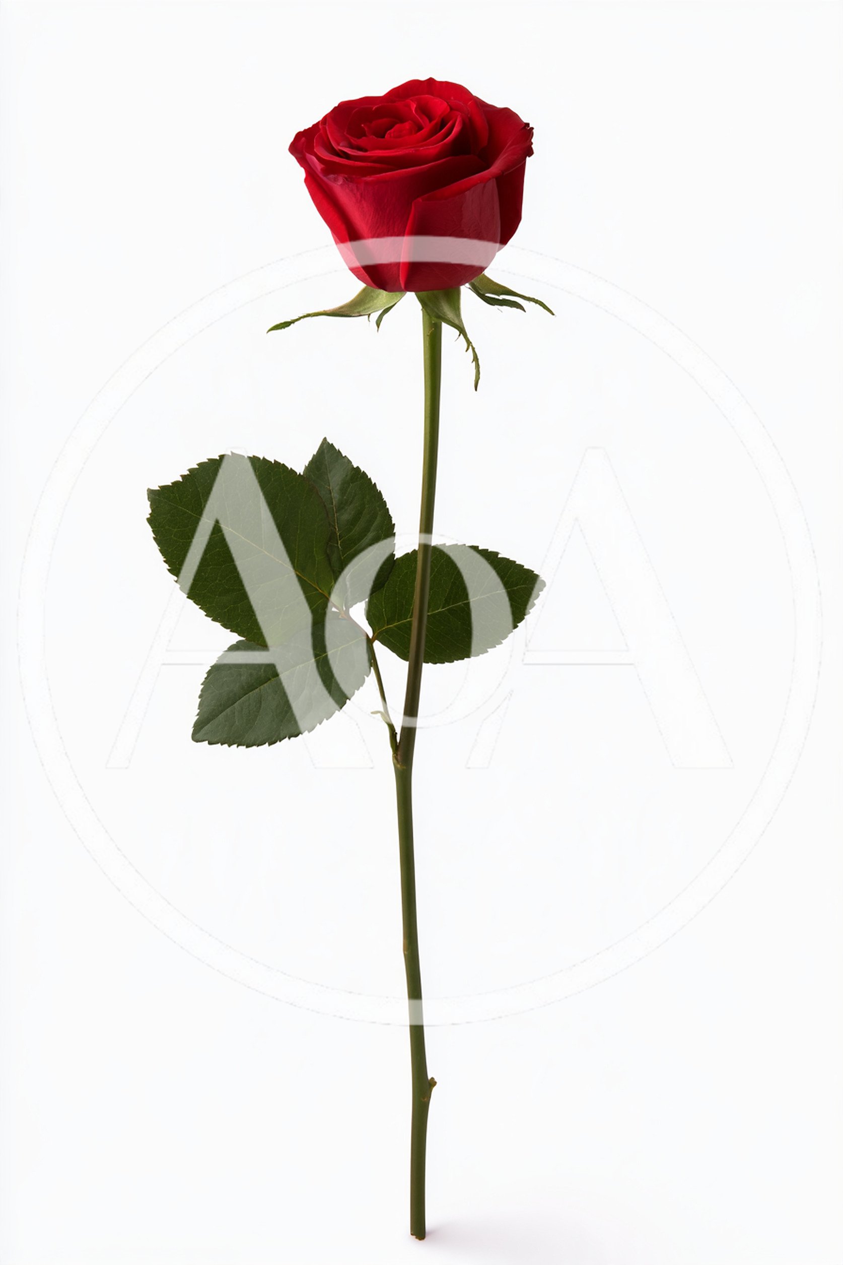Single Red Rose On White Background