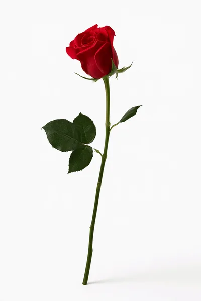 Single Red Rose On A White Background