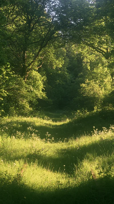 Overgrown Abandoned Railway Tracks In A Sunlit Forest