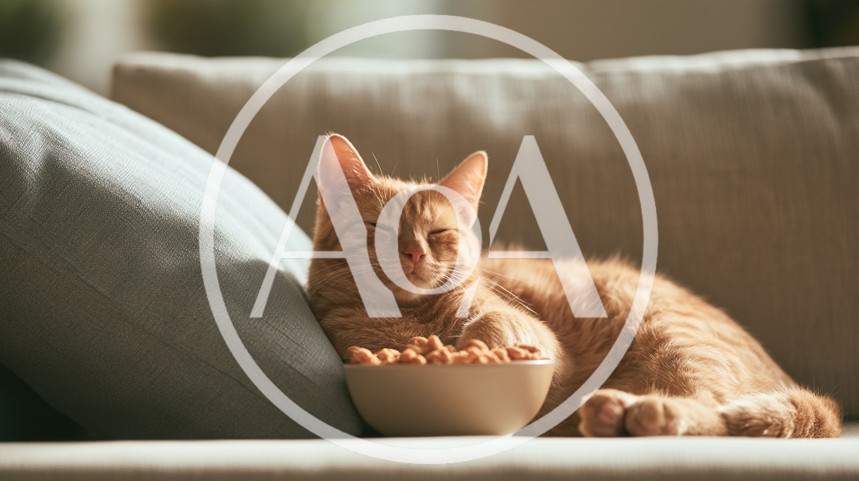 Ginger Cat Sleeping Beside A Bowl Of Food