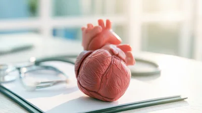 Anatomical Heart Model With Stethoscope On Medical Clipboard