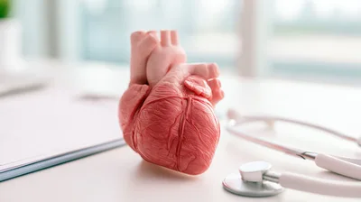 Anatomical Heart Model With Stethoscope On Medical Desk