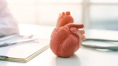 Anatomical Heart Model On A Doctor Office Desk