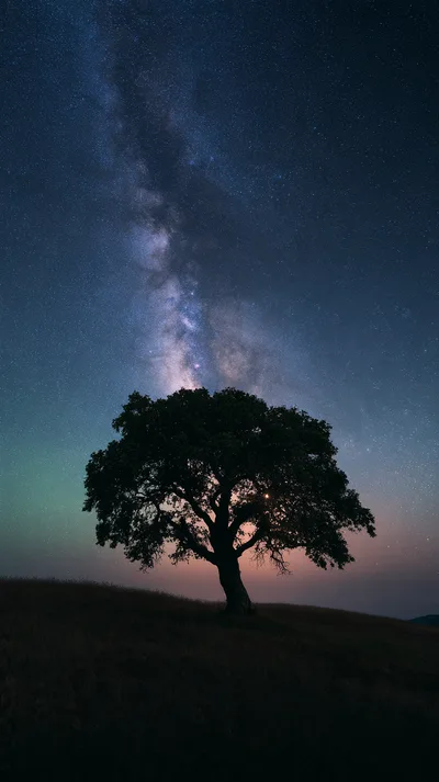 Solitary Oak Tree Under The Milky Way Galaxy