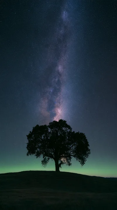 Lone Oak Tree Under The Milky Way Galaxy