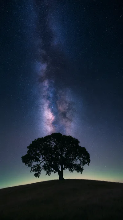 Lone Oak Tree Under The Milky Way Galaxy
