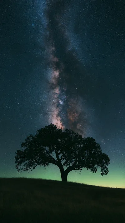 Solitary Oak Tree Under The Milky Way Galaxy