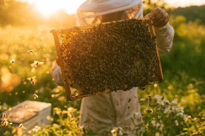 Beekeeper Holding Honeycomb Frame In Golden Hour Sunlight