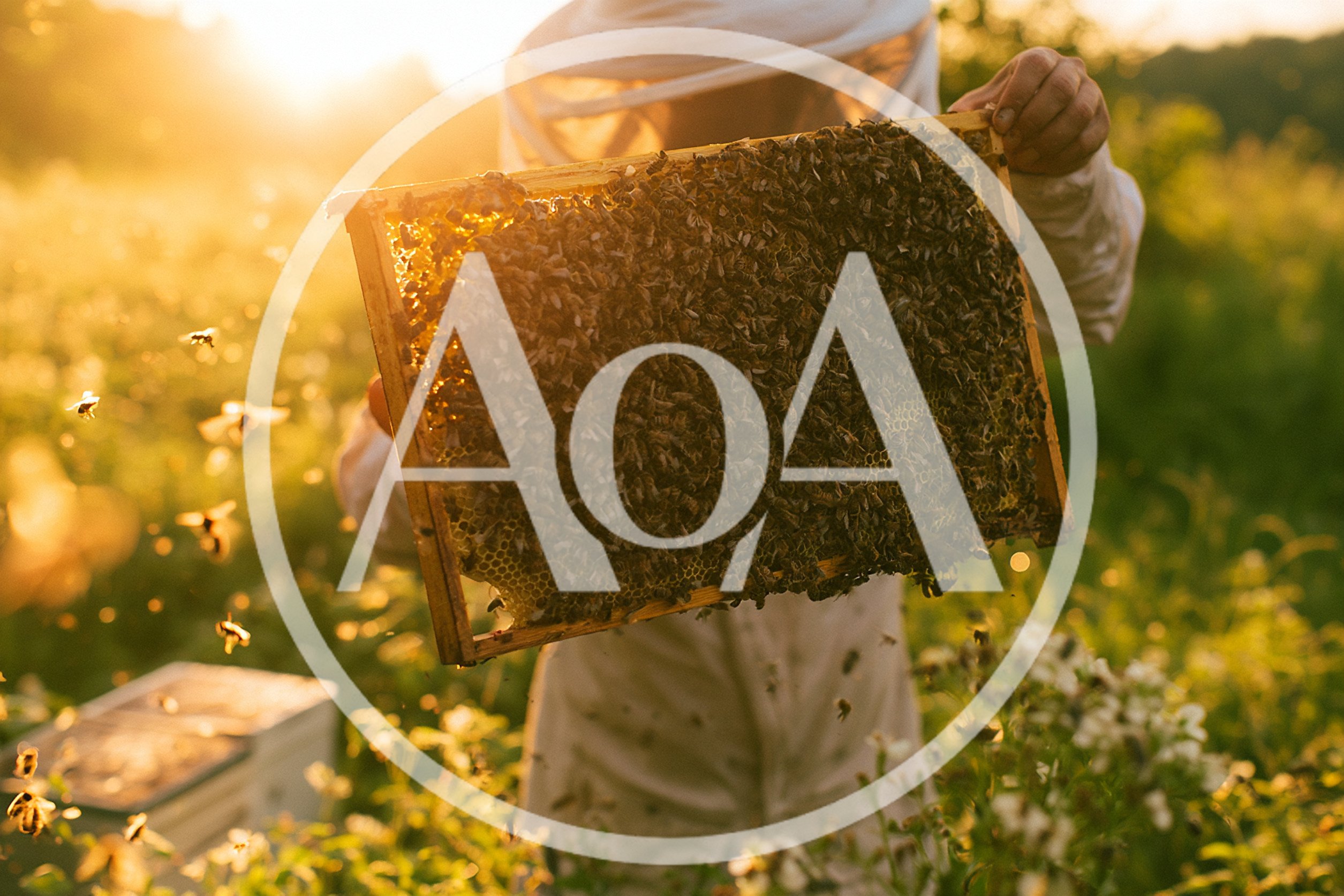 Beekeeper Holding Honeycomb Frame In Golden Hour Sunlight