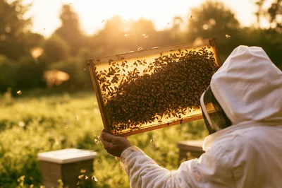 Beekeeper Inspecting Honeycomb Frame In Apiary