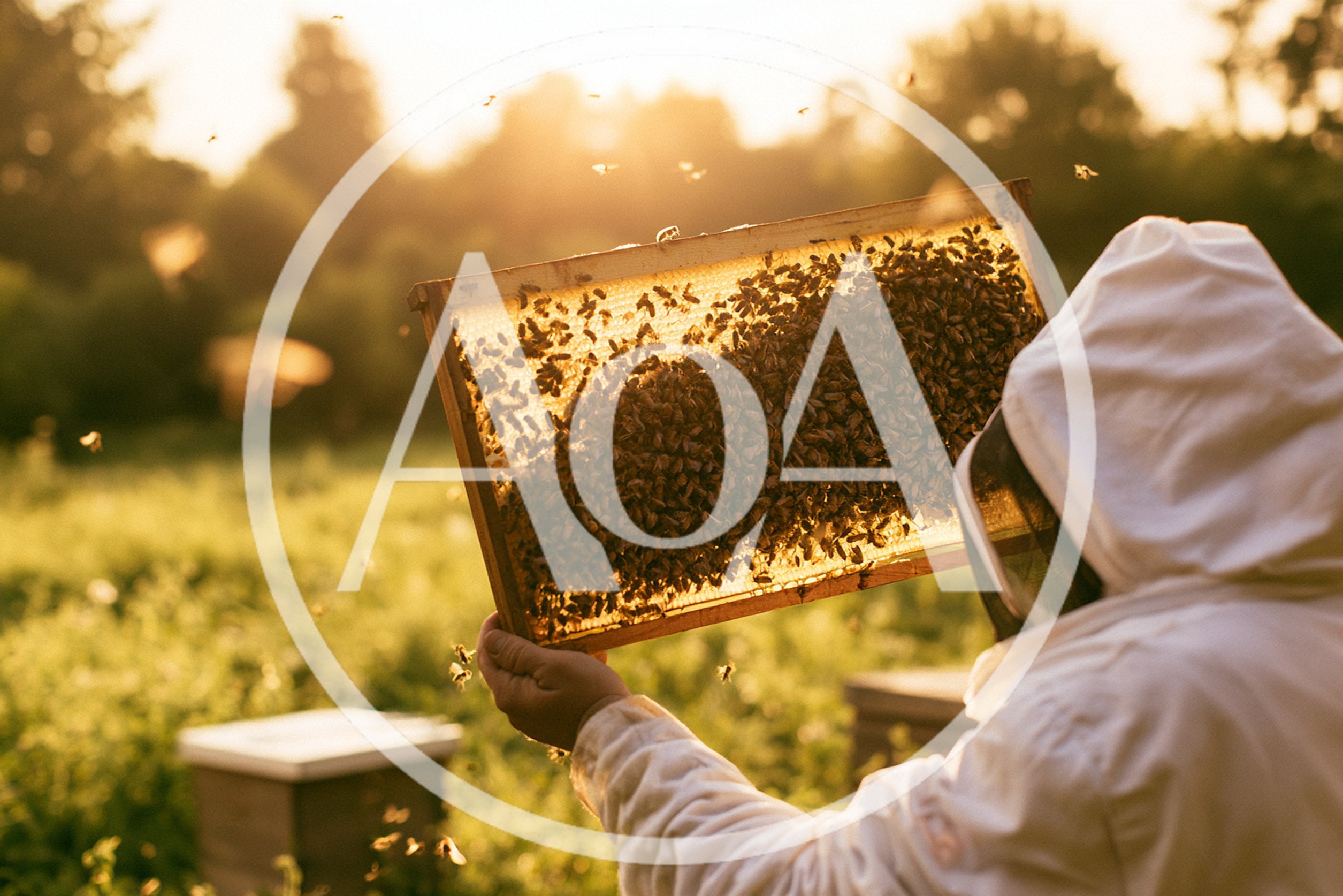 Beekeeper Inspecting Honeycomb Frame In Apiary