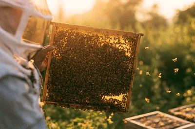 Beekeeper Inspecting Honeycomb Frame In Apiary