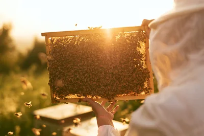 Beekeeper Holding Honeycomb Frame With Bees